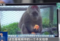 猴子视频,趣味横生的动物世界瞬间